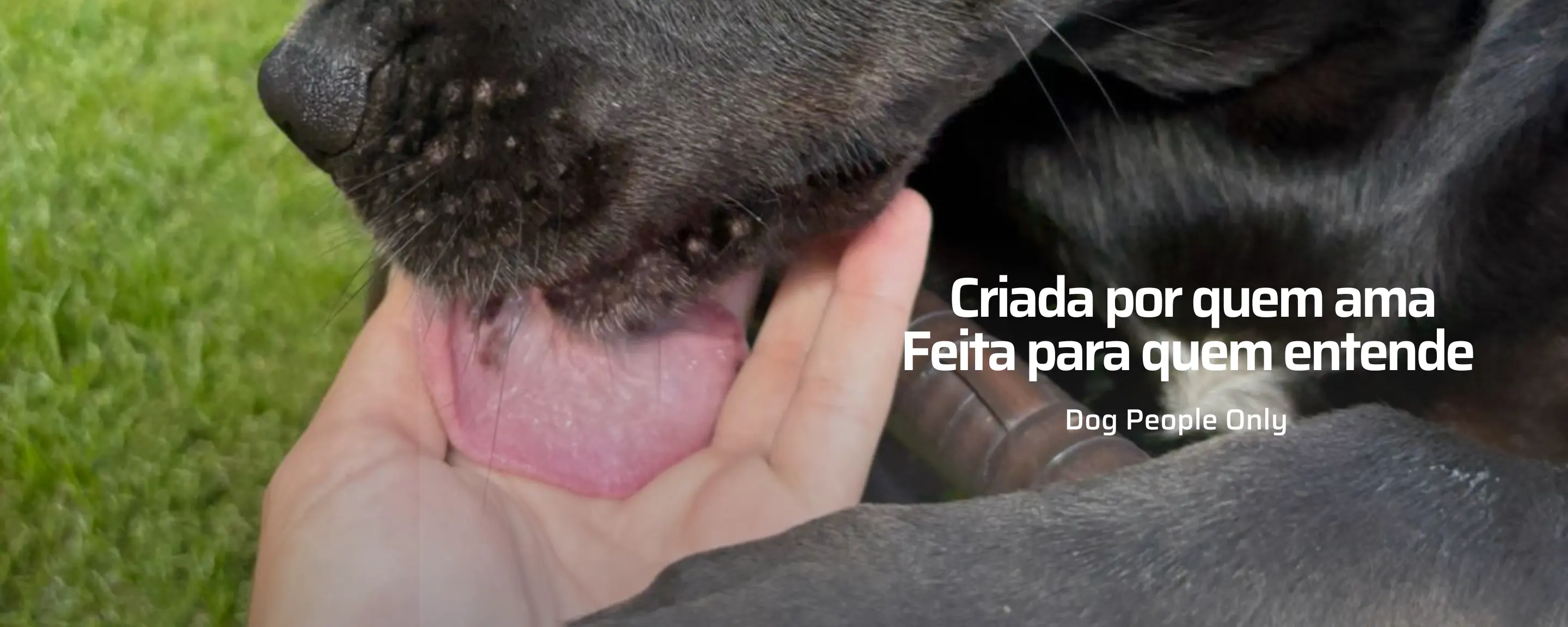 Imagem 0 da seção 1