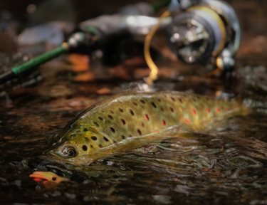 Sobre FISHING BRASIL 