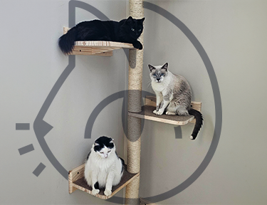 Sobre Tudo Vira Gato